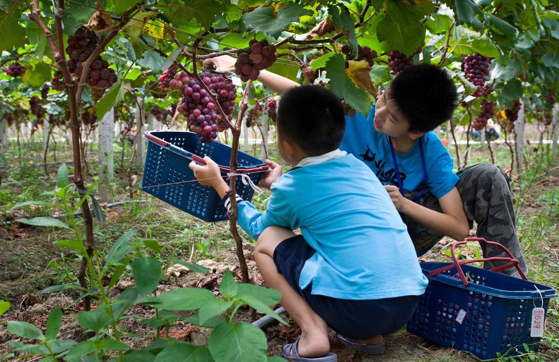 金秋果飘香 市民采摘乐